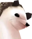ewe