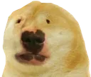Walterdoge Discord Emoji