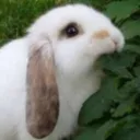 BunnyCalm BunnyCalm