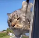 catt