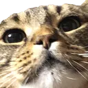 MinkStinky