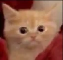 CatConcerned CatConcerned