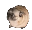 1150_pugdancel