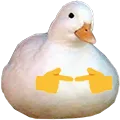 duck duck