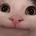 gatoeducado