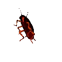 dancingcockroach dancingcockroach