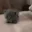 a_cat