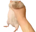 fuckingrat