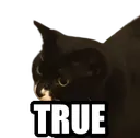 cattrue
