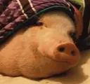 SadPiggo Discord Emoji