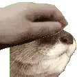 pettheotter
