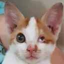 tut