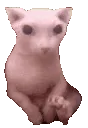 bingusvibin