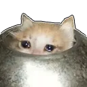 SadCat Discord Emoji