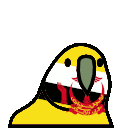 6486_bruneiparrot