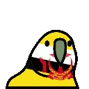 6486_bruneiparrot