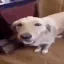 buttadawg