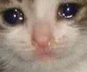 cryingcat2 Discord Emoji