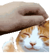 PetThumbsUpCatHappy Discord Emoji