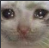 sadcat Discord emoji