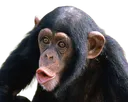 PogChimp