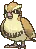 Pidgey Pidgey