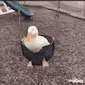 pato_columpio