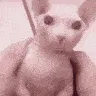 binguscat