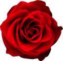 :redrose: