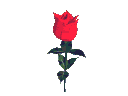 RC_Rosa_5