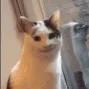csmilecat