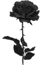 RC_RosaNegra_1