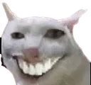 CursedCat