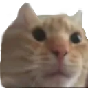 x_Cat2 Discord Emoji