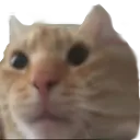 x_Cat1 Discord Emoji