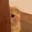 cat_peak
