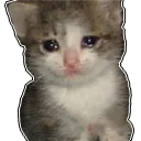 Sad Cat2 sadcat2 Discord Emoji