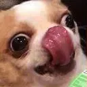 Dogchi Dogchi