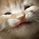 catSmile catSmile