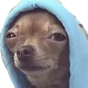 susdog