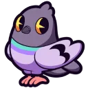 isopigeon