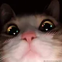 surprised_catto Discord Emoji