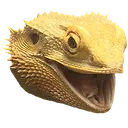solarpog