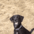 dogshocked
