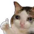 SadCat SadCat
