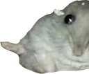 florp1