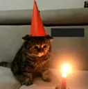 meowday