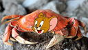 Jerrycrab