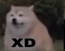 dogexd