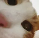 sniff
